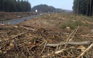 6000 trees