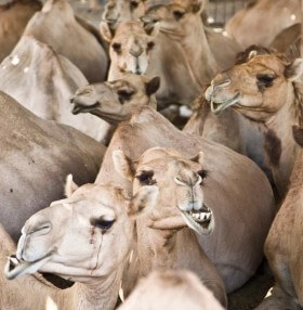 Just great. OPEC will soon be joined by CUPEC (Camel Urine Producing & Exporting Countries)