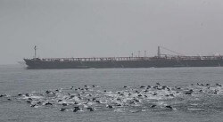 chinese_dophins