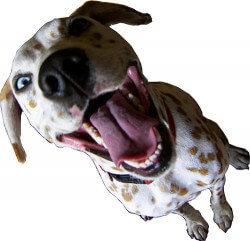 dog_close_up