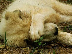No reason to be embarrassed anymore, Fido. You're saving the environment.