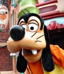 goofy During his increasingly rare moments of clarity, 77-year old Goofy hates being compared to aging Hollywood starlets.