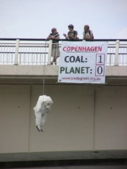hanging-bear
