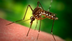 There's nothing worse than hearing the buzzing of a mosquito in the middle of the night. Except maybe the droning of Al Gore.