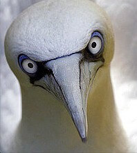 northern-gannet northern gannet