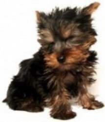 PETA euthanized 99.7% of the pets they were given.