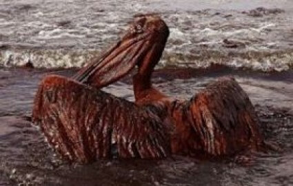 oil-covered-pelican oil-covered-pelican