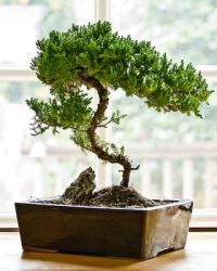 bonsai
