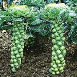 brussels-sprouts brussels-sprouts