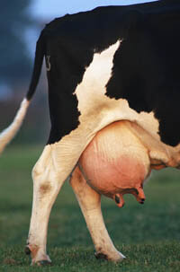 cow-teats-milk-pollutant cow-teats-milk-pollutant