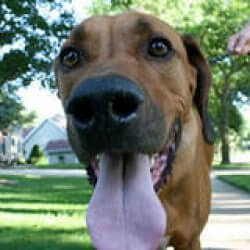 dog-panting dog-panting