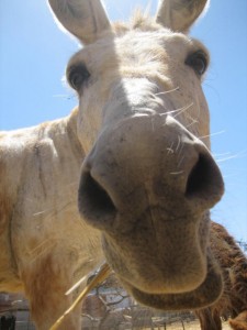 donkey-radical-islam-gaza donkey-radical-islam-gaza
