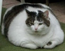 fat-cat-federal-worker fat-cat-federal-worker
