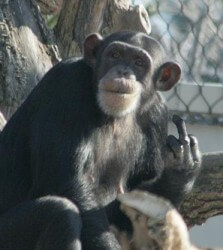 flippedoff-chimpanzee-winter-1139422-o "I knew Santino the chimp. Santino the chimp was a friend of mine. Mr. President, you're no Santino the chimp."