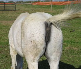 keith-halloran-horses-ass keith-halloran-horses-ass