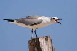laughing-gull-gulf-coast laughing-gull-gulf-coast