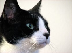 obama-cat