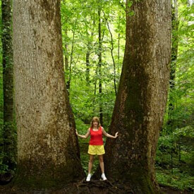 old-growth-forest old-growth-forest