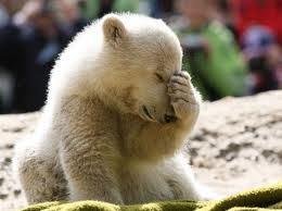 polar-bear polar bear