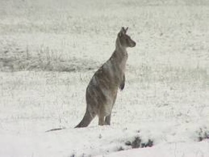 snow-australia snow-australia