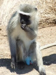 vervet-monkey-bright-blue-balls <b>This is definitely not Attorney General Eric Holder.</b>